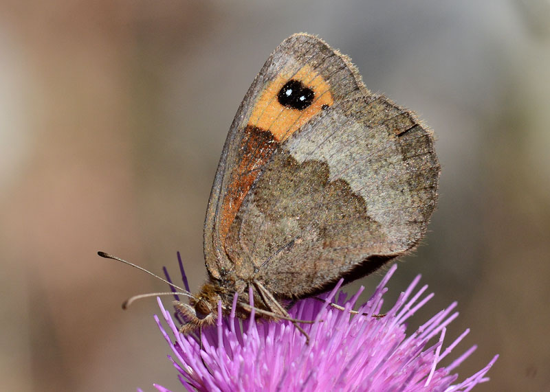 Erebia neoridas